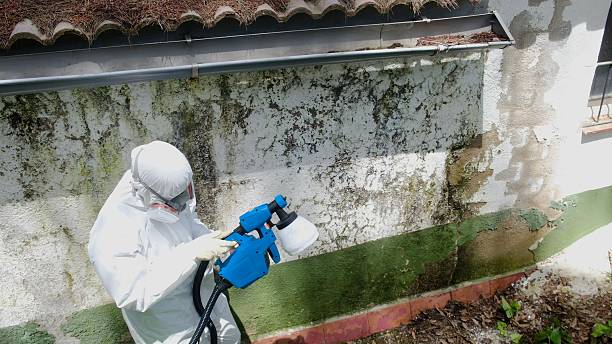 Top rated local Mold Remediation specialists in Chandler, TX